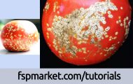 علت اصلی بیماری شانکر گوجه فرنگی