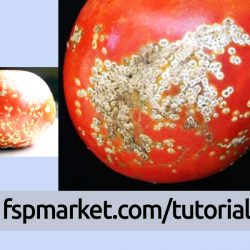علت اصلی بیماری شانکر گوجه فرنگی