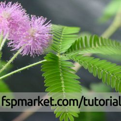 گیاه قهر و آشتی Mimosa pudica